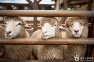 Daegwallyeong Sheep Farm