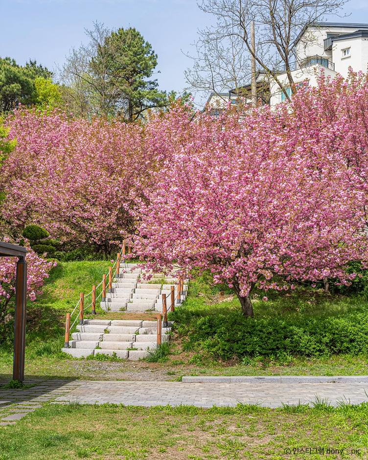Korea spring