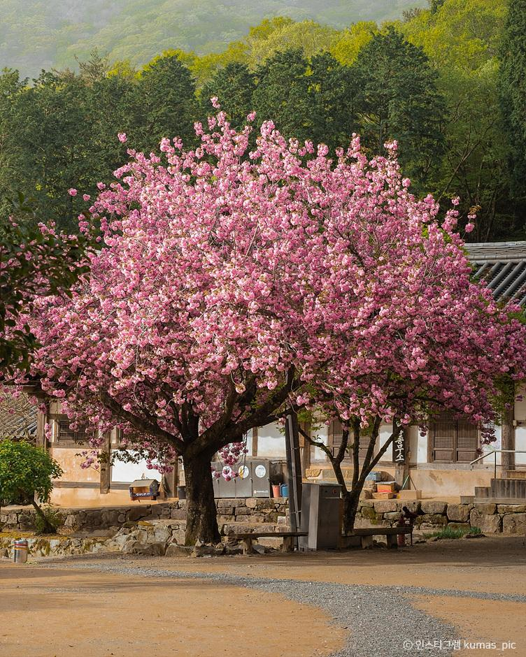 선암사 겹벚꽃