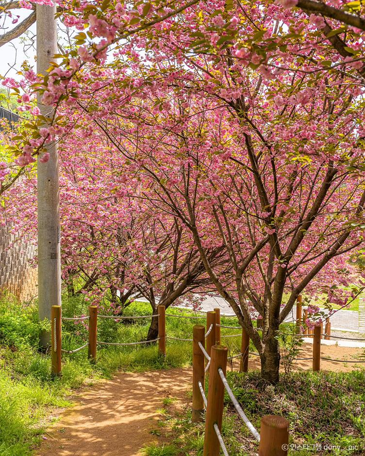 Yongin Eunsungsa Temple Double Cherry Blossoms