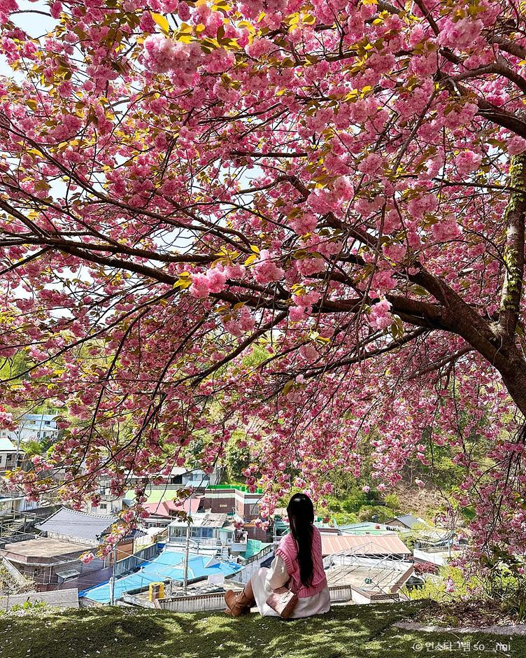 전주 완산칠봉꽃동산 겹벚꽃